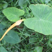 <i>Colocasia esculenta</i>  (L.) Schott